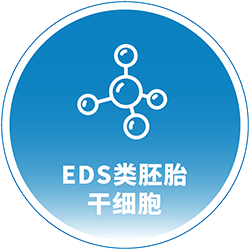 EDS类胚胎干细胞