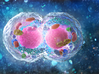 云南省干细胞价格标准